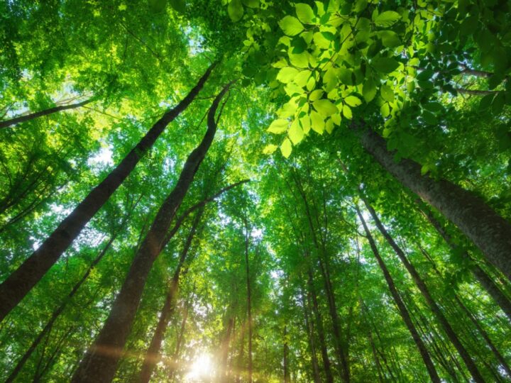 Krzywy Las w Gryfinie – drugie życie słynnych drzew