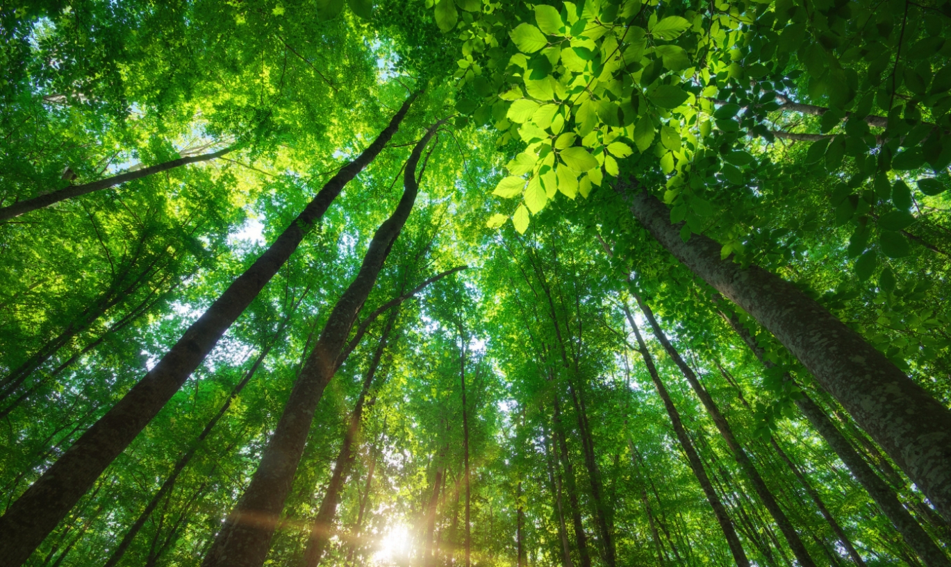 Krzywy Las w Gryfinie – drugie życie słynnych drzew