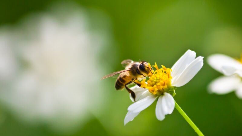 Ewolucja badań nad hodowlą pszczół na terenach miejskich dzięki nowoczesnym technologiom