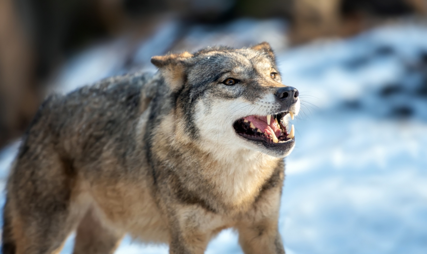 Apel o czujność i ostrożność: Wilki pojawiają się w gminie Gryfino