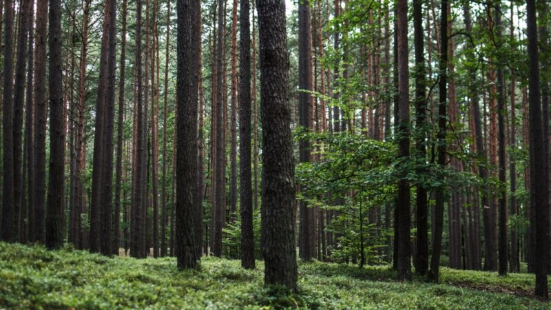 Projekt renowacji krzywego lasu dobiega końca