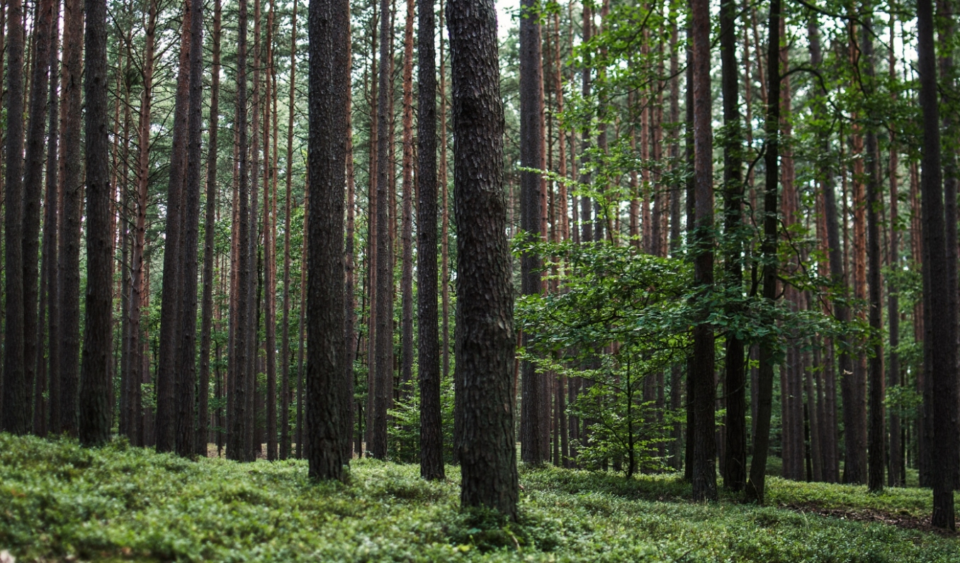 Projekt renowacji krzywego lasu dobiega końca