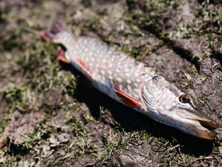 Wzrost śmiertelności ryb w Zbiorniku Bielinek i rzece Odrze budzi niepokój mieszkańców
