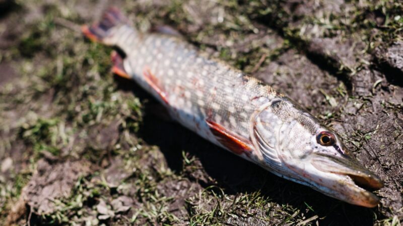 Wzrost śmiertelności ryb w Zbiorniku Bielinek i rzece Odrze budzi niepokój mieszkańców